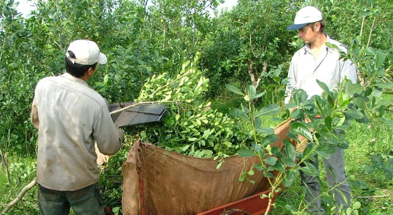 Corte de la yerba mate